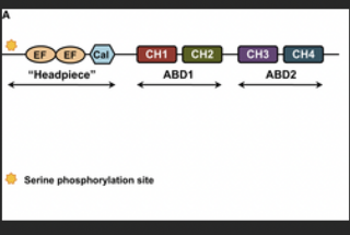 <span class="mw-page-title-main">Plastin</span>