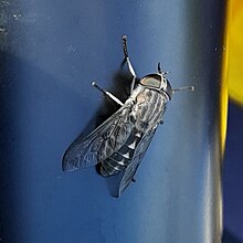 A female Tabanus fairchildi alighted on a blue metal water bottle.