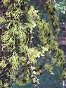 Letharia sp. with Bryoria sp. on pine branches near Blackpine Lake, Washington