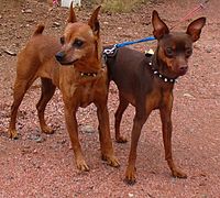 A red Miniature Pinscher and a chocolate and tan Miniature Pinscher