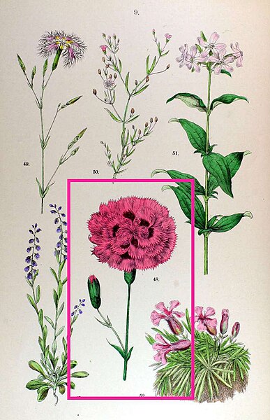 File:Dianthus-plumarius-hoffman.jpg