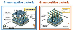 Gram-positive and -negative cell walls Gram pos neg.jpg