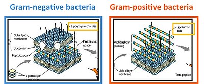 Bacterial cell walls Gram pos neg.jpg