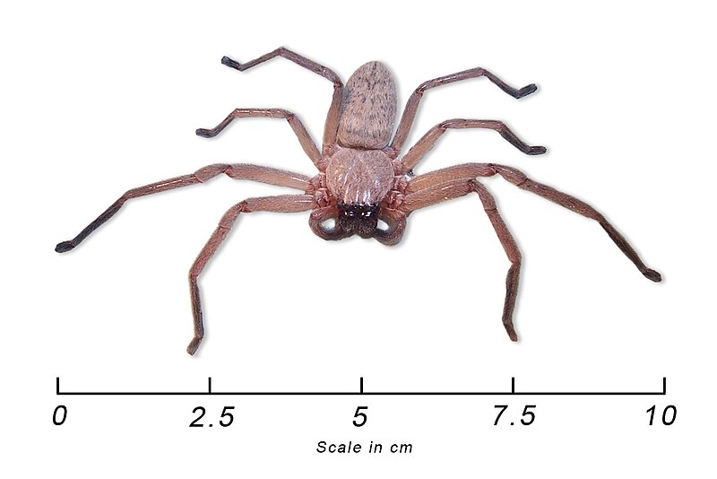 File:Huntsman spider with scale.jpg