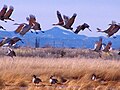 At Monte Vista National Wildlife Refuge