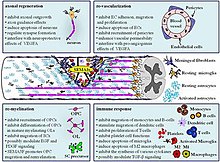 Class III semaphorins regulate multiple processes after spinal cord injury by influencing neuronal and non-neuronal cells. Copyright (c) 2014 Mecollari, Nieuwenhuis and Verhaagen. A perspective on the role of class III semaphorin signaling in central nervous system trauma. 1-17. doi: 10.3389/fncel.2014.00328 Class III semaphorins in spinal cord injury.jpg