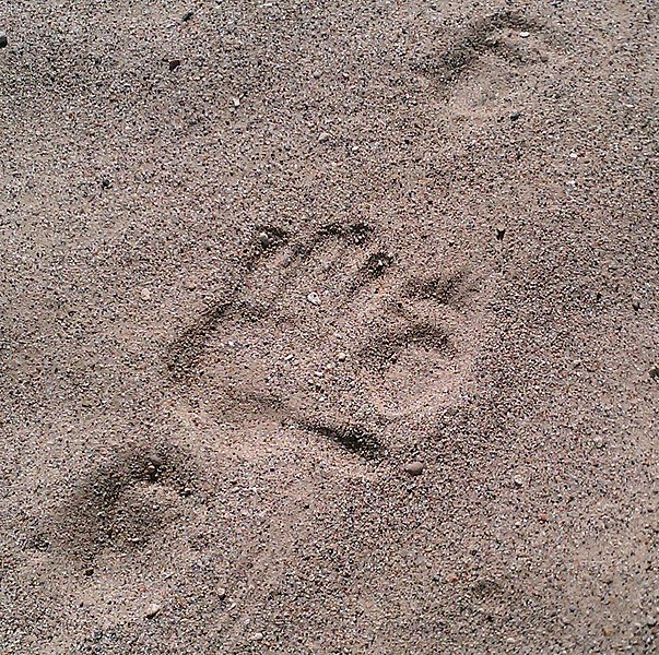 File:Porcupine tracks in sand.jpg