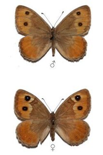 <i>Pseudochazara atlantis</i> Species of butterfly