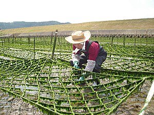Seaweed-farmer.JPG