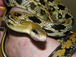 Beauty rat snake Species of snake