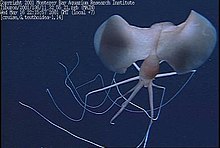 The bigfin squid (possibly M. pacifica) observed north of Hawai'i in 2001, showing the extremely large fins of this specimen Bigfin squid May 2001.jpg