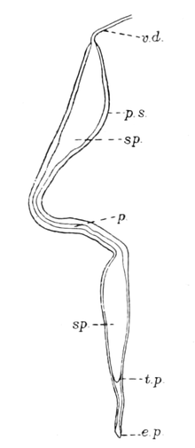 Part of the reproductive system of Indoplanorbis exustus:
v.d. = vas deferens,
p.s. = penis heath,
sp. = sperm duct,
p. = penis,
e.p. = external opening. Indoplanorbis exustus reproductive system part.png