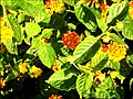 Lantana spp. cultivated at São Gonçalo Mall garden, Rio de Janeiro, Brazil