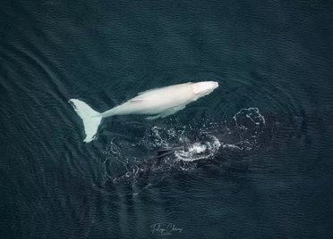 File:White humpback calf sighted in costa rica photgraphed by Felipe Chávez.webp