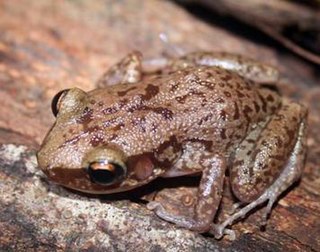 Mona coqui Species of amphibian