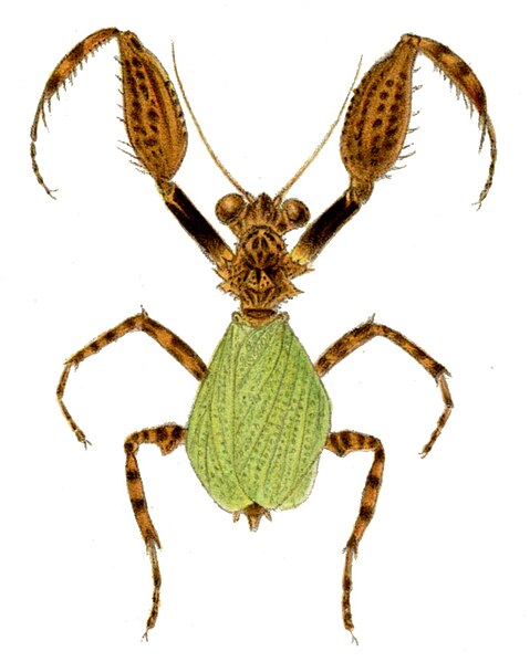 File:Pachymantis bicingulata.jpg