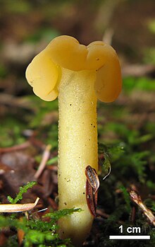 Leotia lubrica1.jpg