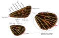 Noctuidae Wings.png