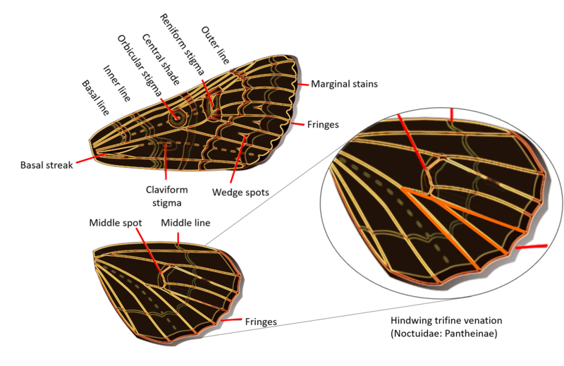 File:Noctuidae Wings.png