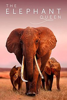 The Elephant Queen.jpg