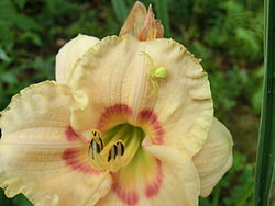 On a daylily