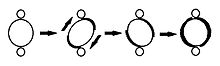 איור של קינטופלסט מסתובב במהלך שכפול מעגל מיני.