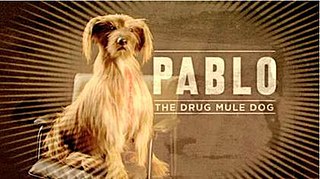 <span class="mw-page-title-main">Pablo the Drug Mule Dog</span> Character in a series of anti-cocaine television advertisements