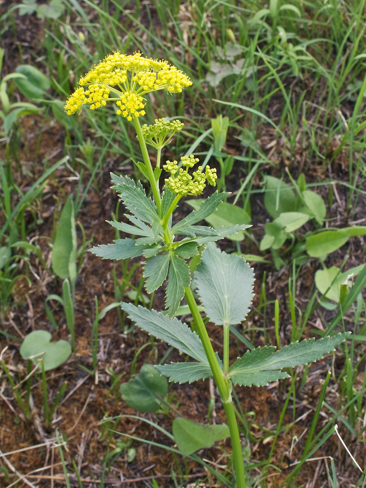 File:Wild Parsnip.jpg - Wikipedia