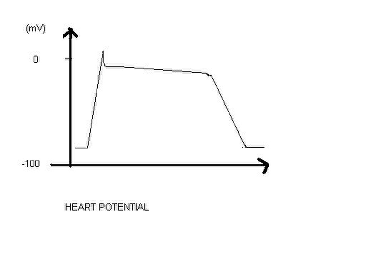 Heartpotential.jpg"