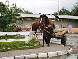 Main Street dan alun-alun di Sosnove