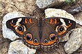 Common Buckeye, Junonia coenia.