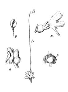 Forstera bellidifolia Mildbraed.jpg