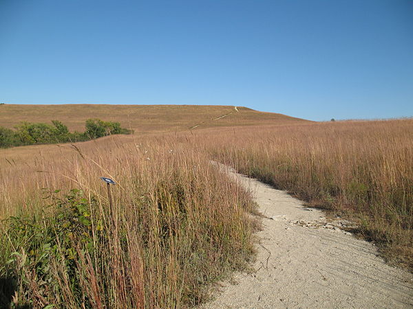 A walking trail in the Konza Prairie shows the height of the grasses in the fall.