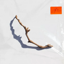 A dead branch casting shadow on a white surface covered by plastic, 