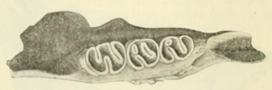 Thumbnail for Hypogeomys australis