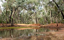 Middle dam in The Charcoal Tank Nature Reserve