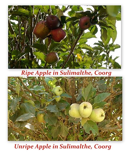 Coorg Apples in Sulimalthe village, Somwarpet