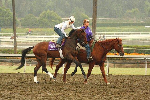 Mine That Bird at Santa Anita Park in Oct, 2009