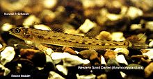 Picture of the western sand darter.jpg