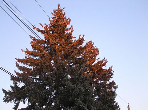 Blue spruce with cones
