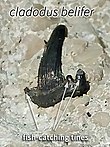 Fossilized tooth of the shark Cladodus Cladodont-tooth-cladodus-belifer.jpg