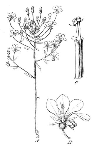 <i>Levenhookia stipitata</i> Species of flowering plant