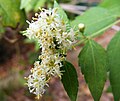 Thumbnail for Calea ternifolia