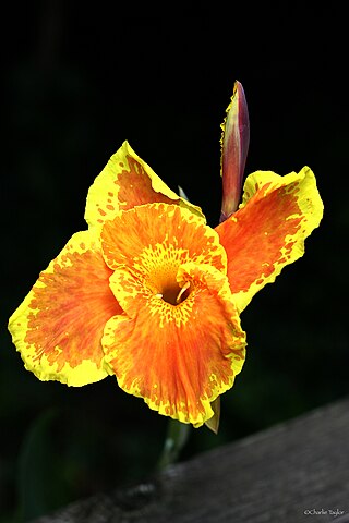 <span class="mw-page-title-main">Canna 'Roma'</span> Flowering plant cultivar