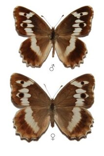 <i>Chazara staudingeri</i> Species of butterfly