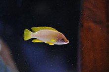 Male N. mustax Neolamprologus mustax male.jpg