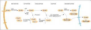 <span class="mw-page-title-main">SUMO enzymes</span>