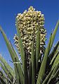 Yucca schidigera in Nevada, in full bloom