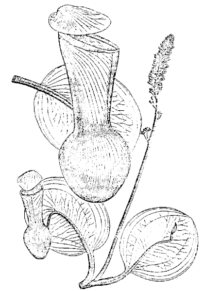 File:Nepenthes clipeata.gif