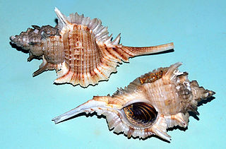 <i>Siratus beauii</i> species of mollusc